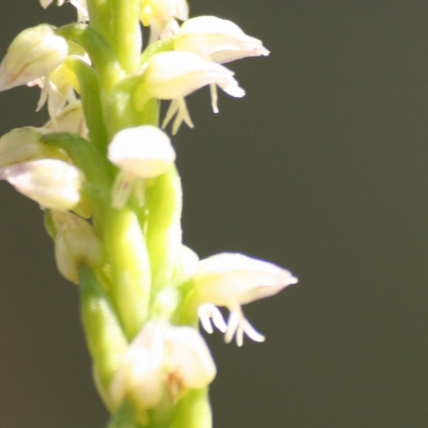 Goodyera repens